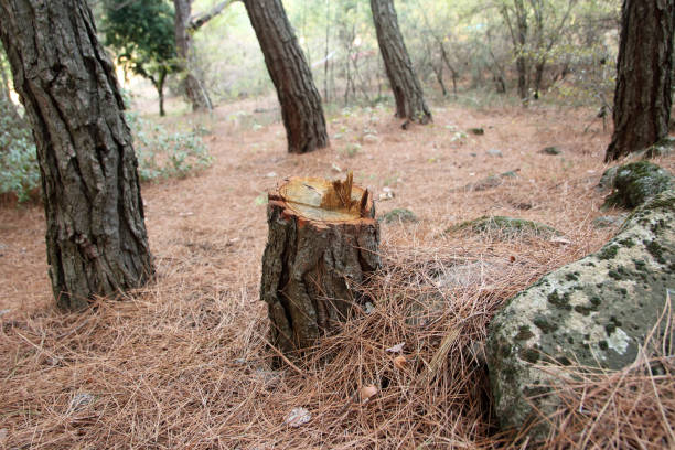 How Our Tree Care Process Works  in  Heathrow, FL